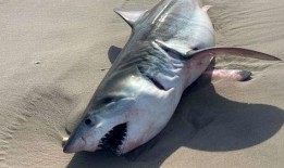 鲨鱼最新爆料视频大全下载