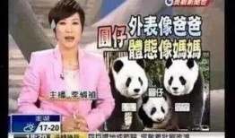 新闻爆料熊猫哥视频大全,揭秘网络红人熊猫哥的多面魅力