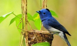 天赐爆料迷途的孤鸟视频