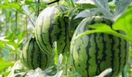 免费吃瓜应用,带你畅享娱乐盛宴，轻松解锁精彩瞬间