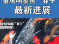 最新偷鱼爆料事件新闻报道,揭秘网络爆料背后的真相与争议