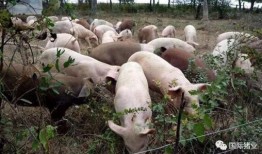 印尼猪瘟最新爆料消息,最新爆料揭示严峻形势
