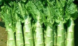 原神莴苣妈妈爆料视频大全,揭秘游戏幕后故事与精彩瞬间