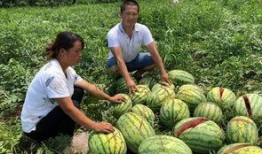 高州网红吃瓜事件,揭秘网络舆论的风暴与真相