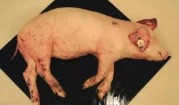 印尼猪瘟最新爆料消息,最新爆料揭示严峻形势