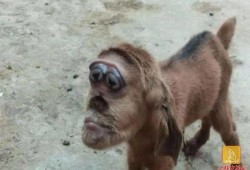 猴头真实爆料视频,视频内容大曝光！