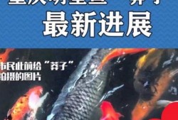 最新偷鱼爆料事件新闻报道,揭秘网络爆料背后的真相与争议